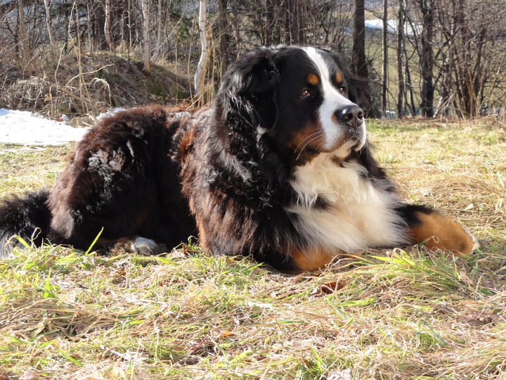 adult bernese mountain dog for sale